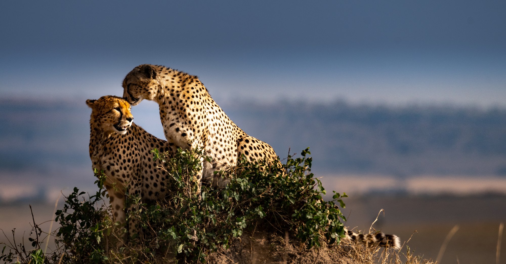 L'Afrique du Sud, joyau de l'Afrique australe, séduit par ses safaris de luxe, ses plages immaculées, ses villes animées et ses lodges exclusifs. Plongez au cœur d'une aventure inoubliable, entre rencontres avec des espèces rares et séjours dans des hébergements d'exception, pour vivre le meilleur de l'Afrique du Sud.