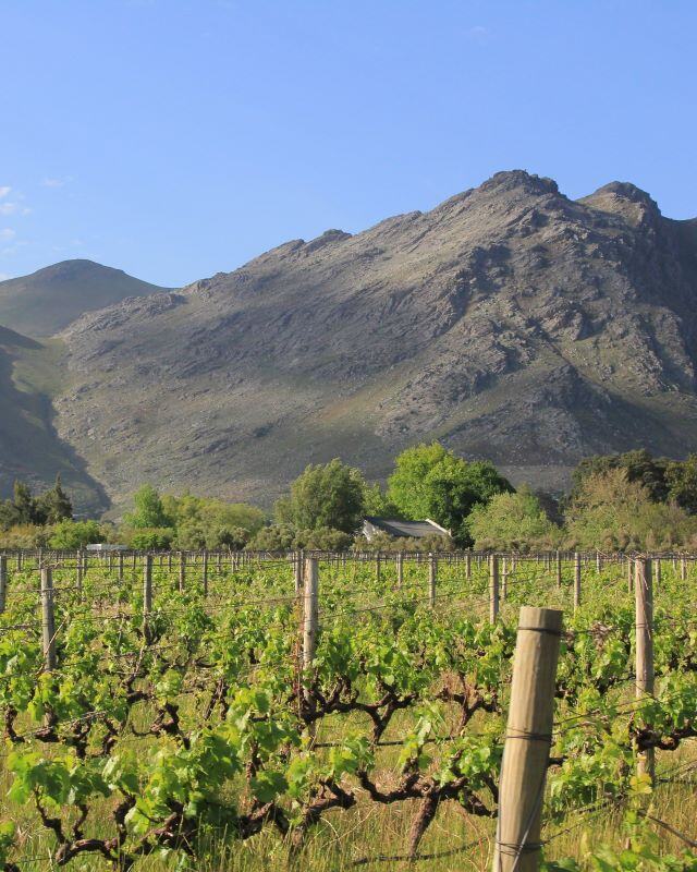 6. South Africa – Wine and Culinary Journey in the Cape Winelands