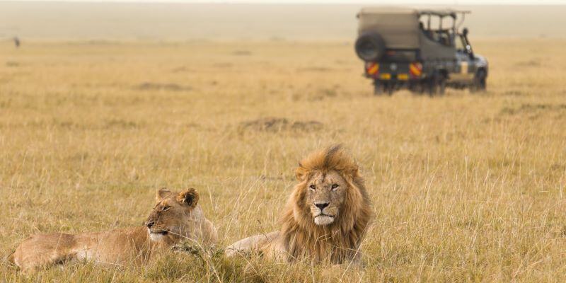 Plongez au cœur de l'Afrique avec un safari de luxe au Kenya, où la célèbre réserve nationale du Masai Mara vous attend. Ce pays dévoile des paysages époustouflants et des expériences uniques avec une faune extraordinaire. Vivez des safaris inoubliables, des excursions guidées dans la brousse et profitez du confort de lodges exclusifs.