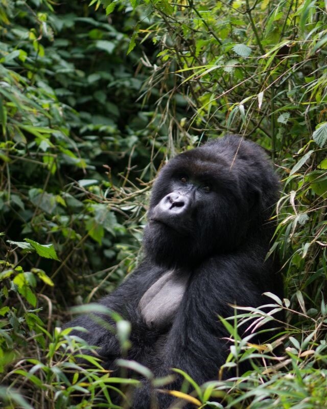 Mountain Gorilla, Volcanoes National Park, Ker _ Downey® Africa  (1)