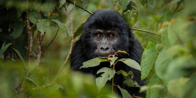 Le Rwanda, célèbre pour ses impressionnants gorilles de montagne, est une destination de choix pour un safari de luxe en Afrique. Explorez le parc national des Volcans, où la faune sauvage et les paysages verdoyants offrent un cadre exceptionnel. Un safari au Rwanda vous plonge au cœur d'une nature préservée, promettant des rencontres inoubliables et une expérience unique.