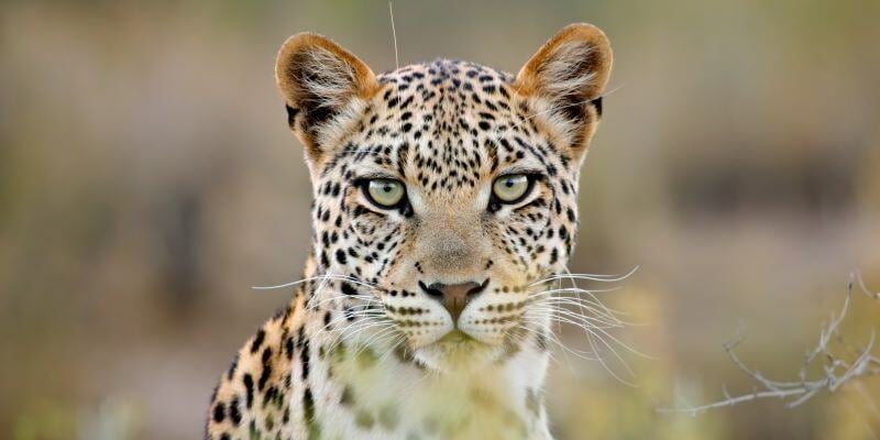 L'Afrique du Sud, joyau de l'Afrique australe, séduit par ses safaris de luxe, ses plages immaculées, ses villes animées et ses lodges exclusifs. Plongez au cœur d'une aventure inoubliable, entre rencontres avec des espèces rares et séjours dans des hébergements d'exception, pour vivre le meilleur de l'Afrique du Sud.