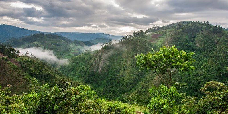 L'Ouganda, perle de l'Afrique, est une destination idéale pour un safari de luxe. Ce pays offre des expériences uniques, comme l'observation des gorilles de montagne dans la forêt impénétrable de Bwindi ou des safaris dans les parcs nationaux tels que Murchison Falls. L'Ouganda combine paysages spectaculaires et rencontres avec une faune rare.